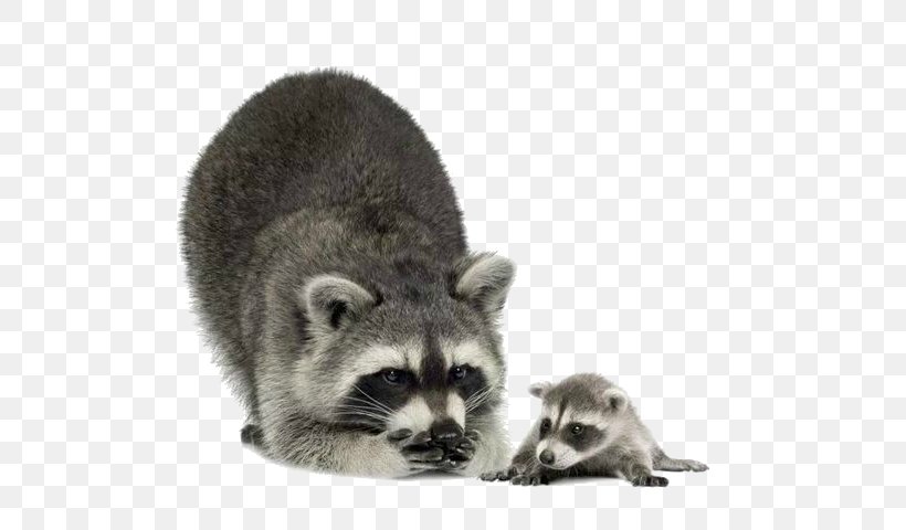 Raccoon Clip Art, PNG, 640x480px, Raccoon, Animal, Carnivoran, Fur, Mammal Download Free