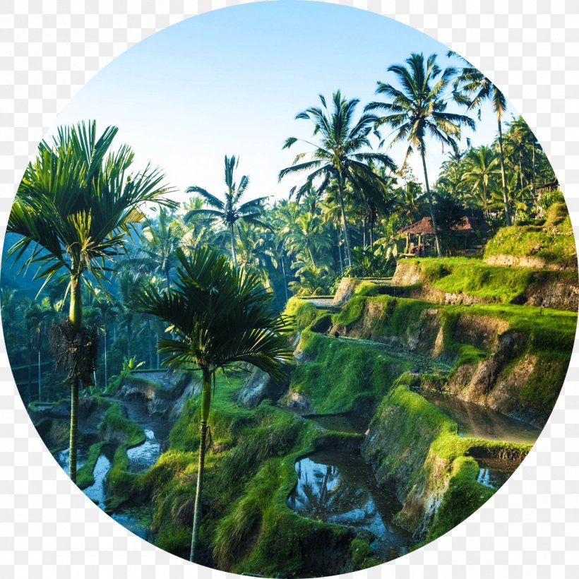 Ubud Lombok Seminyak Gili Trawangan Island, PNG, 1306x1306px, Ubud, Arecales, Bali, Biome, Ecosystem Download Free