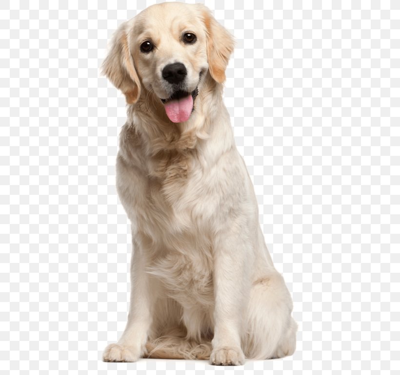 Golden Retriever Labrador Retriever Puppy Cat, PNG, 426x770px, Golden Retriever, Boo, Carnivoran, Cat, Companion Dog Download Free