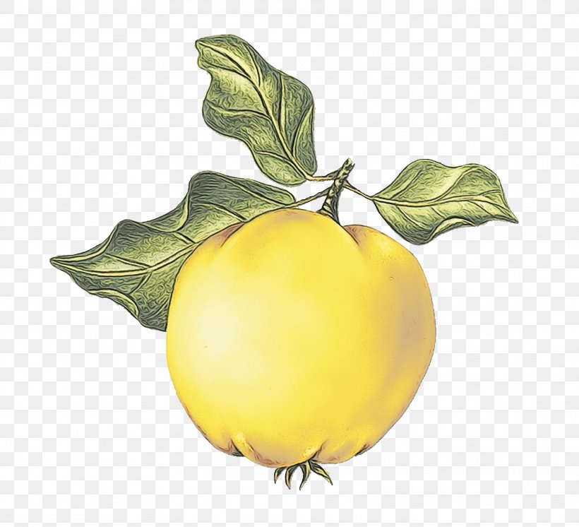 Lemon Tree, PNG, 1872x1704px, Juice, Apple, Cider, Citrus, Direktsaft Download Free