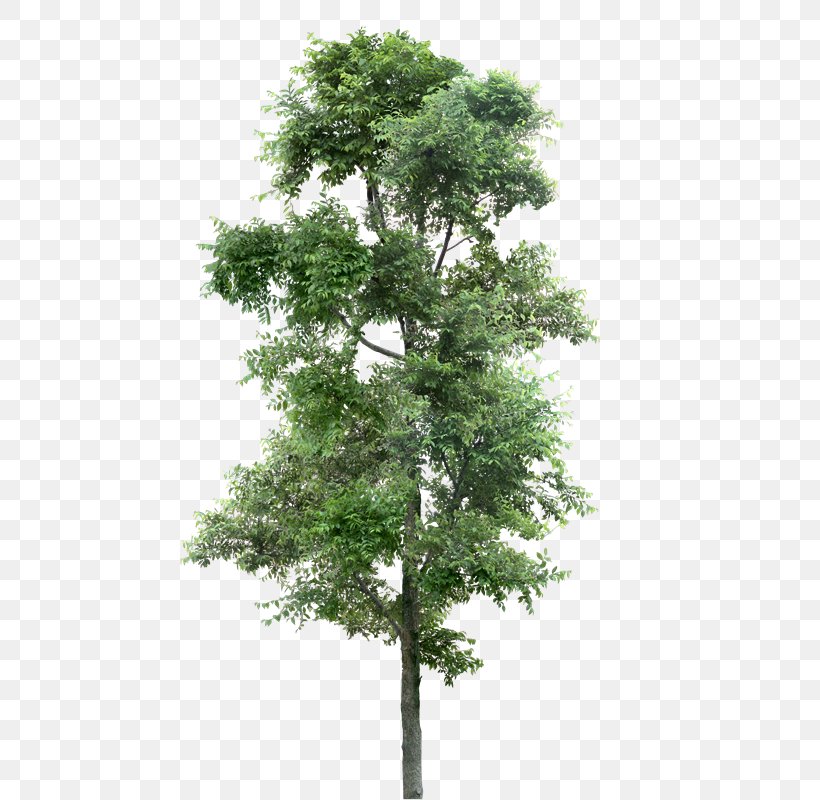 Tree Populus Nigra Transparency And Translucency, PNG, 587x800px, Tree, Alpha Compositing, Branch, Conifer, Cottonwood Download Free