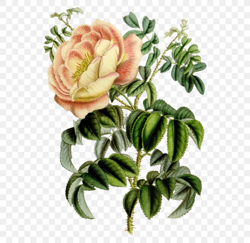 Botanical Illustration Botany Garden Flower, PNG, 568x800px, Botanical Illustration, Art, Botany, Cut Flowers, Floral Design Download Free