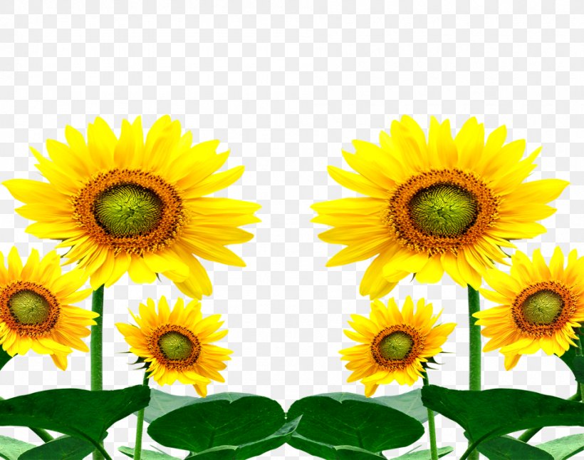 Common Sunflower Cartoon, PNG, 950x748px, Common Sunflower, Cartoon, Daisy Family, Flower, Flowering Plant Download Free