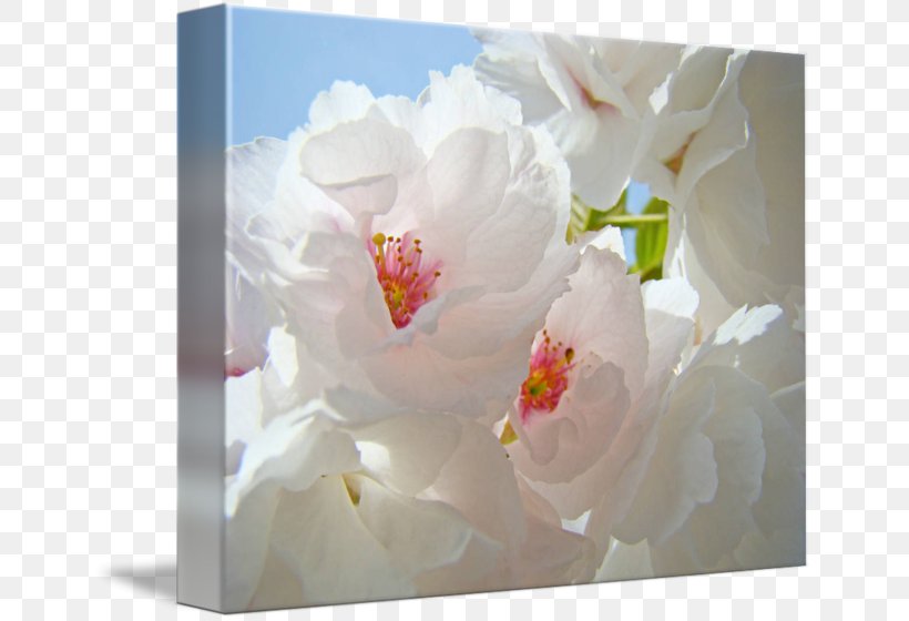 Floral Design Cut Flowers Flower Bouquet Peony, PNG, 650x560px, Floral Design, Blossom, Cut Flowers, Floristry, Flower Download Free