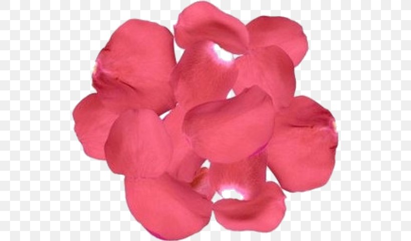 Garden Roses Flower Bouquet Petal Cut Flowers, PNG, 534x480px, Garden Roses, Amazoncom, Bride, Color, Cut Flowers Download Free
