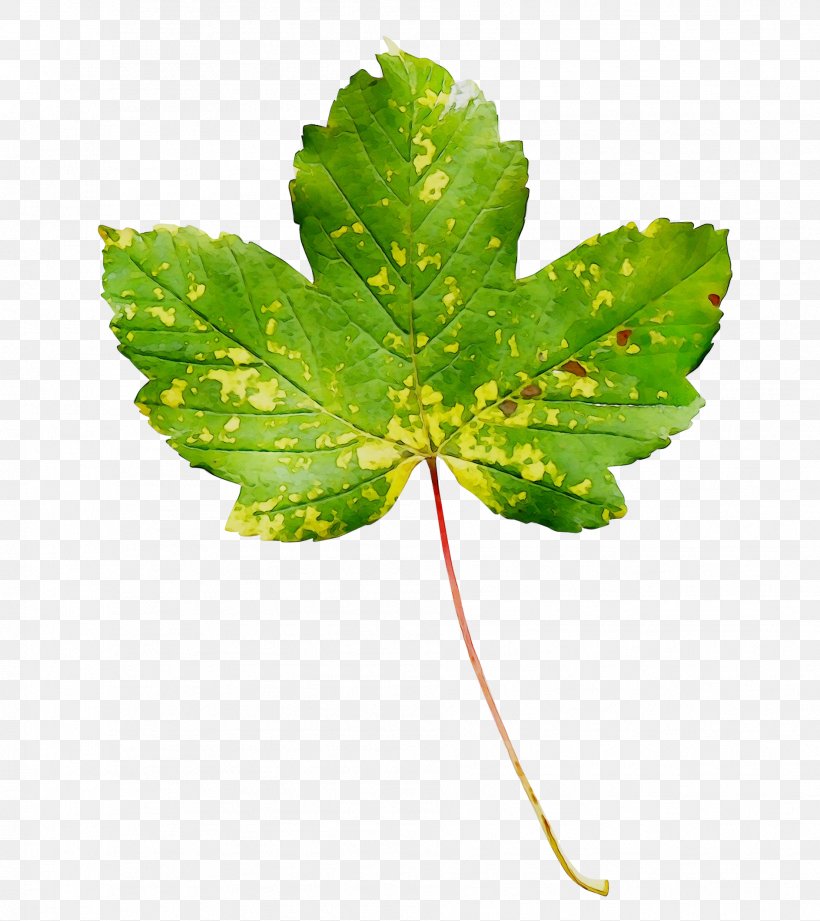 Leaf Plant Stem Plants, PNG, 1887x2121px, Leaf, Botany, Cinquefoil, Flower, Flowering Plant Download Free