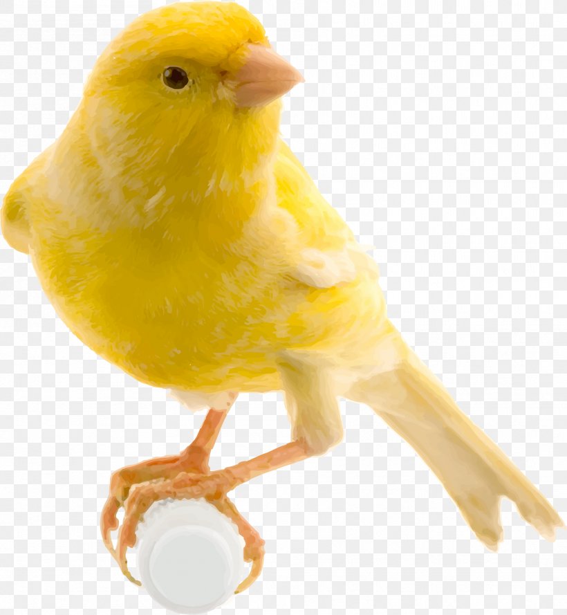 Bird Food Red Factor Canary Yellow Canary Finch, PNG, 1769x1920px, Bird, Atlantic Canary, Beak, Bird Food, Canary Download Free
