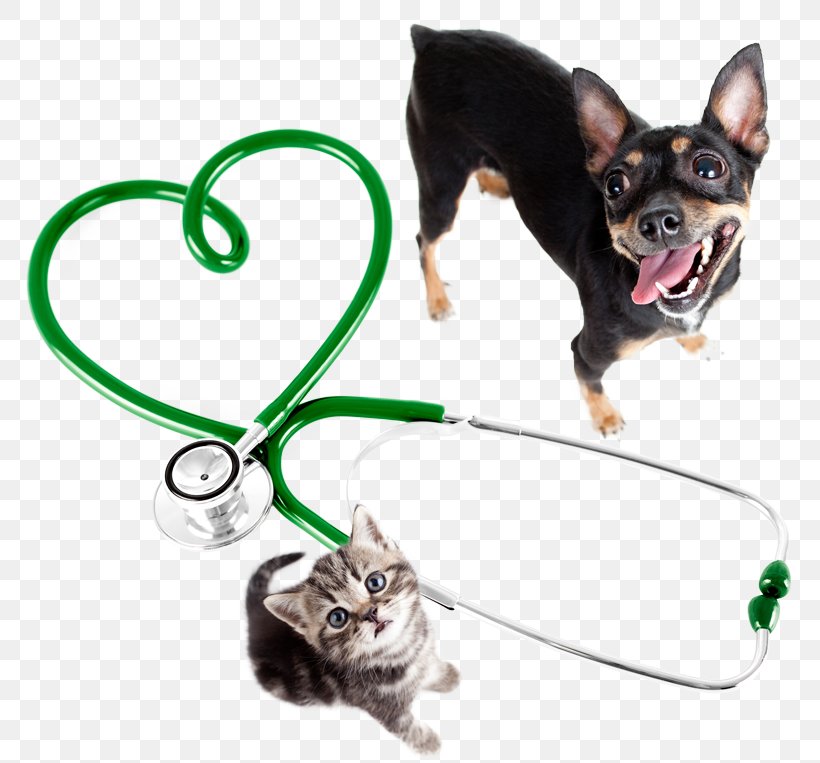 Cat Dog Veterinarian Pet Clinique Vétérinaire, PNG, 800x763px, Cat, Animal, Carnivoran, Collar, Dog Download Free