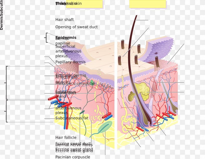 Human Skin Dermis Human Body Stratum Lucidum, PNG, 1542x1199px, Watercolor, Cartoon, Flower, Frame, Heart Download Free