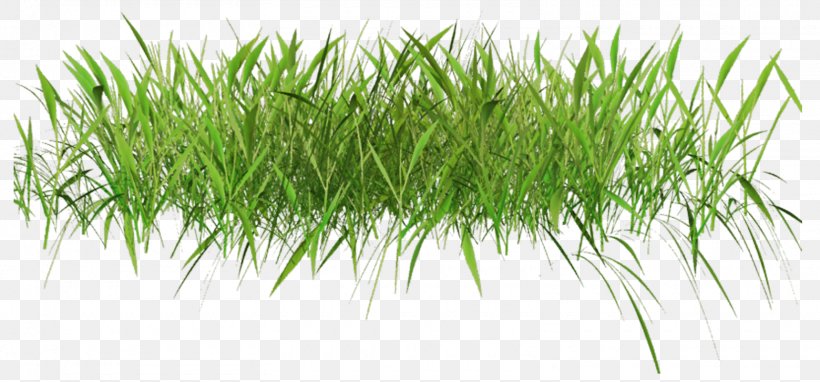 Lawn Clip Art, PNG, 1560x727px, Lawn, Chrysopogon Zizanioides, Commodity, Grass, Grass Family Download Free