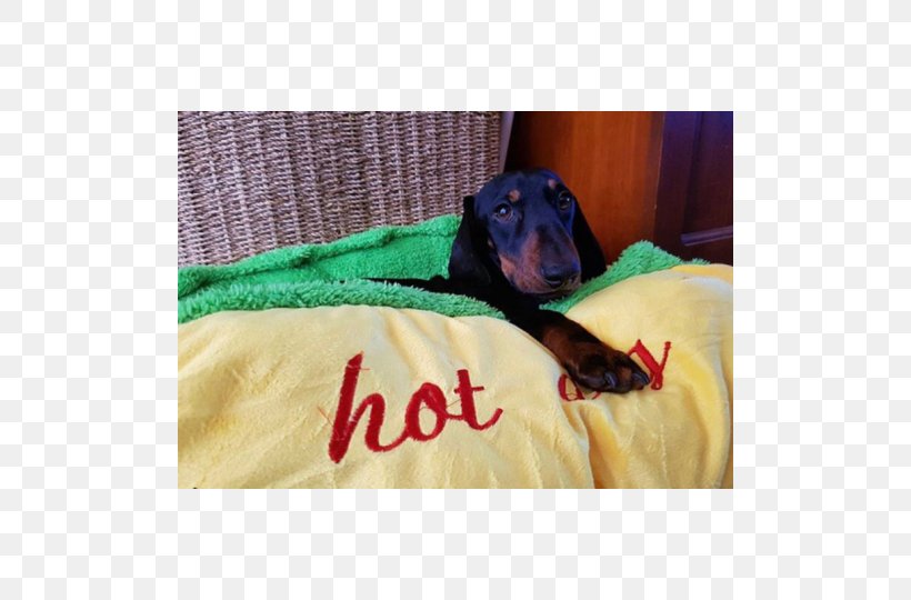 Dog Breed Dachshund Puppy Hot Dog Bed, PNG, 500x540px, Dog Breed, Art, Art Museum, Bed, Blanket Download Free
