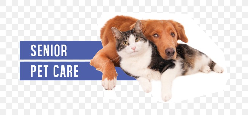 Dog–cat Relationship Staffordshire Bull Terrier Pet Veterinarian, PNG, 690x380px, Cat, Animal, Cats Dogs, Collar, Companion Dog Download Free