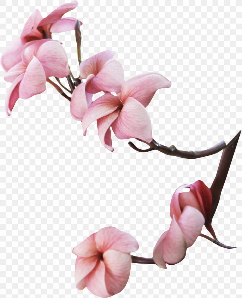 Flower Magnolia Photography Tree, PNG, 1874x2313px, Flower, Blossom, Branch, Cut Flowers, Flowering Plant Download Free