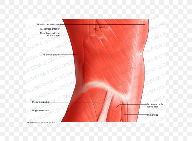 Hip Abdomen Rectus Abdominis Muscle Abdominal External Oblique Muscle, PNG, 600x600px, Watercolor, Cartoon, Flower, Frame, Heart Download Free