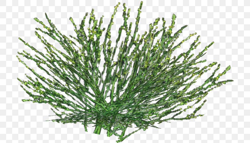 Rosemary, PNG, 715x470px, White Pine, American Larch, Aquarium Decor, Branch, Flower Download Free