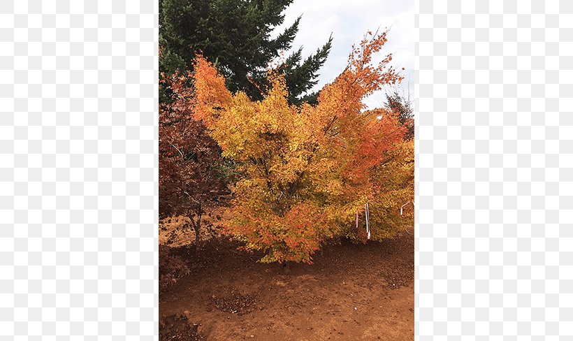 Sugar Maple Tree Deciduous Larch Nursery, PNG, 650x488px, Sugar Maple, Autumn, Autumn Leaf Color, Biome, Broadleaved Tree Download Free