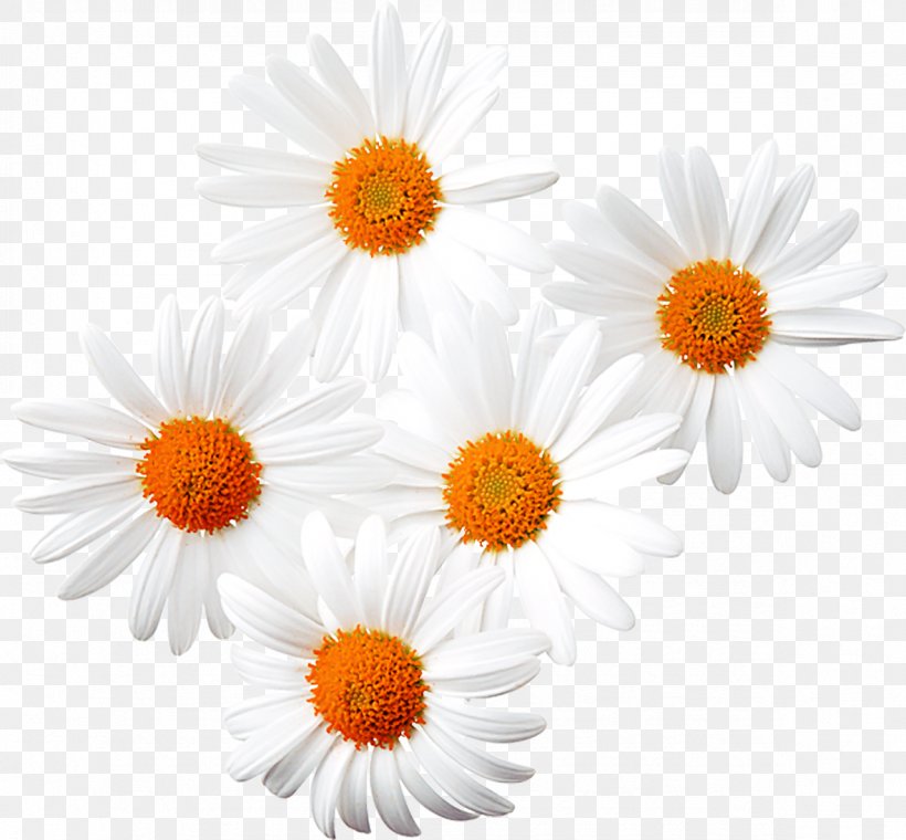 Common Daisy Chamomile Clip Art, PNG, 1181x1096px, Common Daisy, Chamaemelum Nobile, Chamomile, Chrysanthemum, Chrysanths Download Free