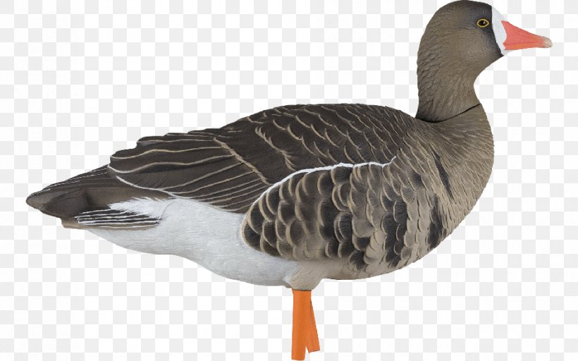 Greylag Goose Duck Greater White-fronted Goose Decoy, PNG, 940x587px, Goose, Animal, Anseriformes, Beak, Bird Download Free