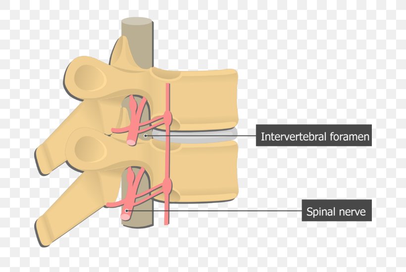 Intervertebral Foramen Spinal Nerve Vertebral Column Anatomy, PNG, 682x550px, Watercolor, Cartoon, Flower, Frame, Heart Download Free