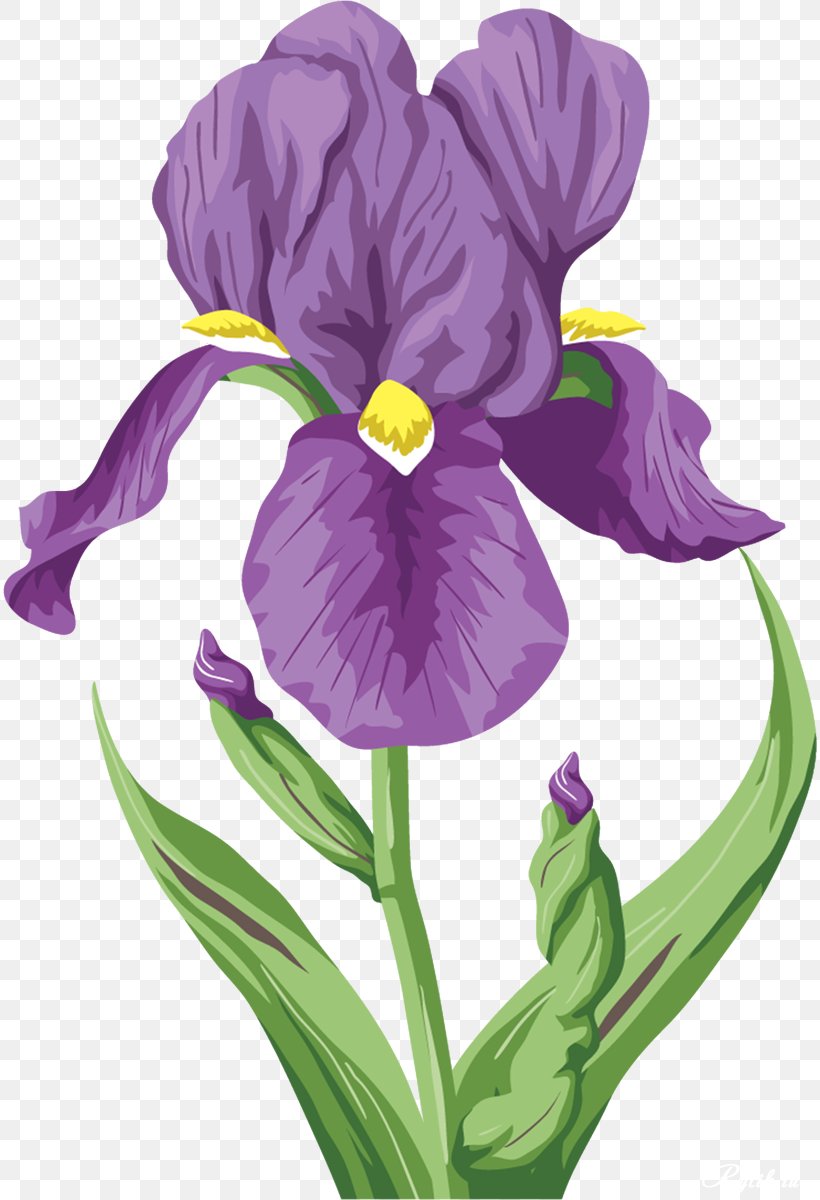Irises Flower Raster Graphics Clip Art, PNG, 814x1200px, Irises, Color, Cut Flowers, Digital Image, Flower Download Free