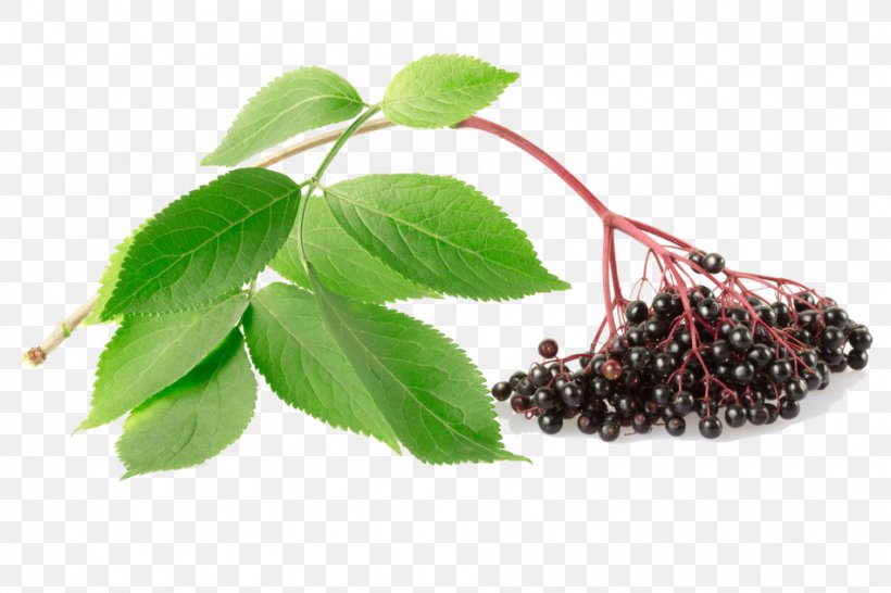 Red Tree, PNG, 950x633px, Elder, Aristotelia Chilensis, Berries, Branch, Elderberry Download Free