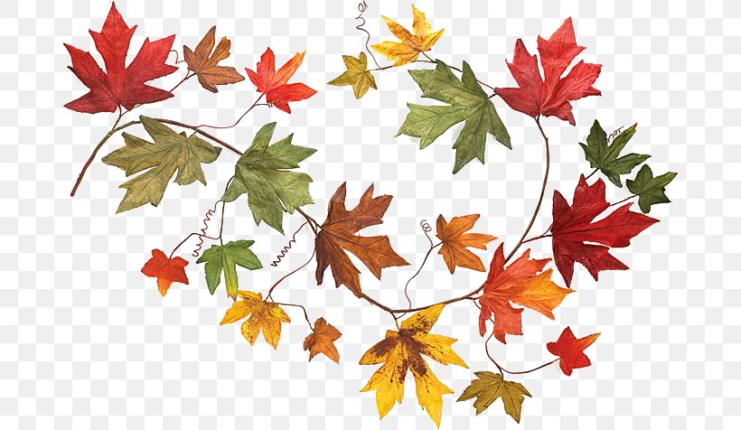 Autumn Leaf Color Clip Art, PNG, 680x476px, Autumn Leaf Color, Autumn, Bay Laurel, Branch, Drawing Download Free