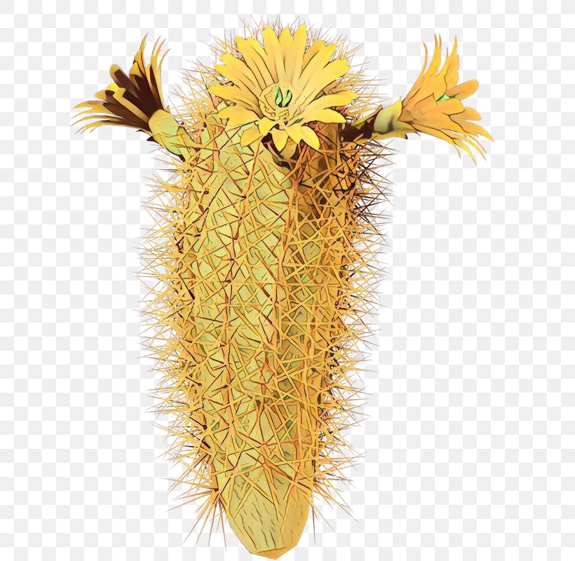 Cactus, PNG, 784x800px, Cartoon, Cactus, Flower, Hedgehog Cactus, Plant Download Free