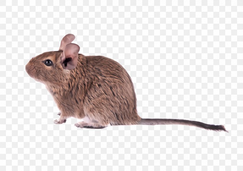 Rat Mouse Muridae Degu Gerbil, PNG, 2380x1680px, Rat, Degu, Gerbil, Mouse, Muridae Download Free