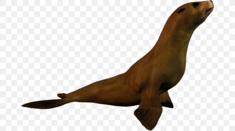 Sea Lion Earless Seal Penguin Seals Harbor Seal, PNG, 675x458px, Sea Lion, Animal, Animal Figure, Animation, Earless Seal Download Free