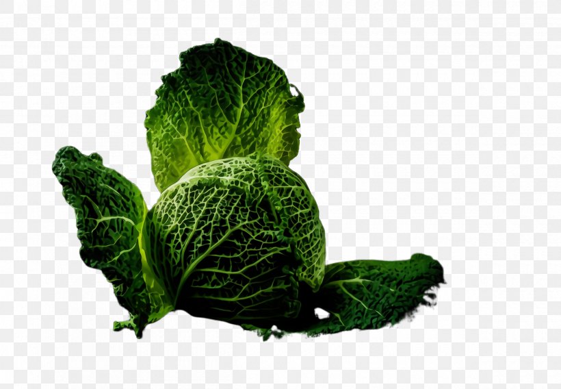 Leaf Vegetable Plant Leaf Vegetable Romaine Lettuce, PNG, 2400x1664px, Watercolor, Cabbage, Collard Greens, Flower, Food Download Free