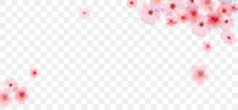 Pink Cherry Blossom Flower, PNG, 1094x507px, Pink, Blossom, Cherry Blossom, Drawing, Floral Design Download Free