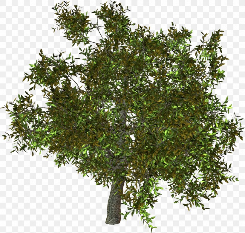 Tree Centerblog Shrub Painting, PNG, 991x946px, Tree, Blog, Branch, Centerblog, Email Download Free