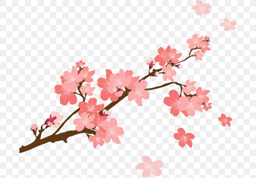 Cherry Blossom, PNG, 695x570px, Flower, Blossom, Branch, Cherry Blossom, Petal Download Free