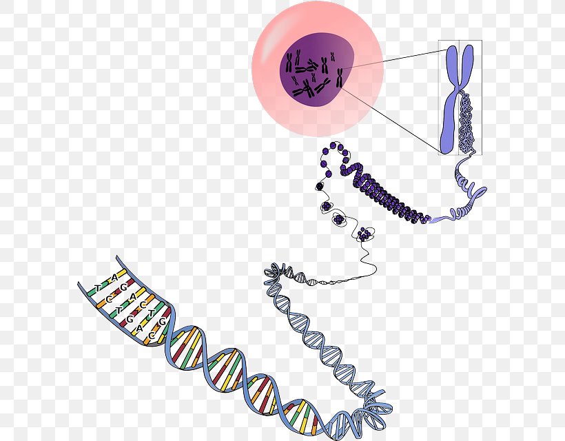DNA Chromosome Genetics RNA, PNG, 595x640px, Dna, Base Pair, Body Jewelry, Chromosome, Euchromatin Download Free