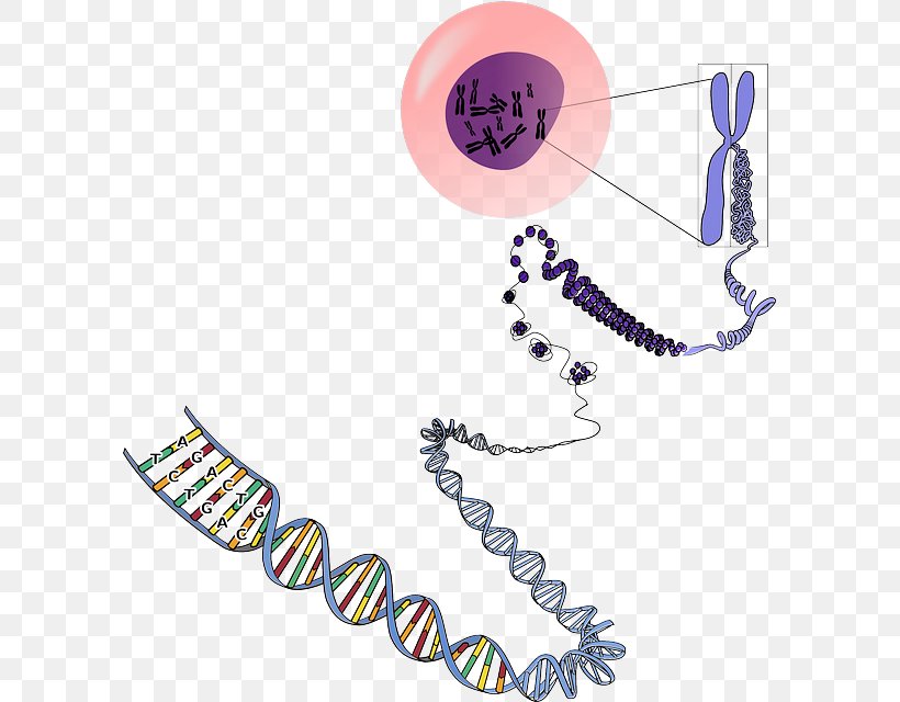 DNA Chromosome Genetics RNA, PNG, 595x640px, Dna, Base Pair, Body ...