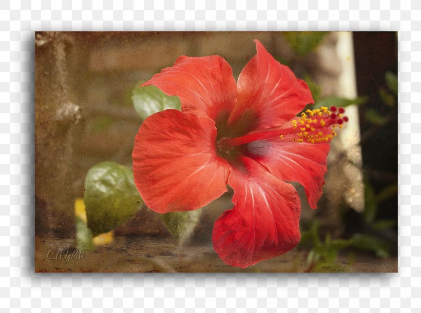 Hibiscus Petal Wildflower, PNG, 1000x745px, Hibiscus, Flora, Flower, Flowering Plant, Mallow Family Download Free
