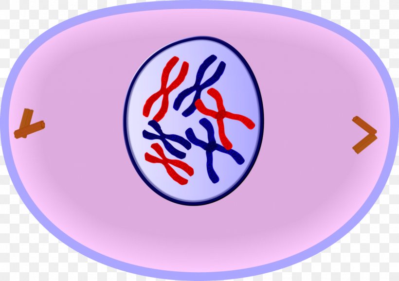 Prophase Mitosis Cell Cycle Cell Division, PNG, 1125x794px, Prophase, Anaphase, Area, Blue, Cell Download Free