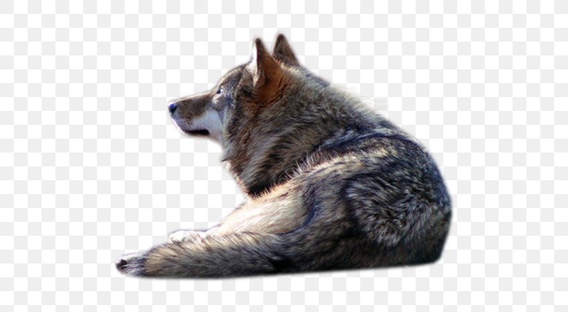 Dog Coyote Psd Puppy, PNG, 600x450px, Dog, Basior, Black Wolf, Carnivoran, Coyote Download Free