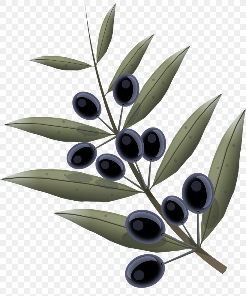 Olive Leaf Tree Plant Woody Plant, PNG, 1063x1280px, Olive, Branch, Flower, Fruit, Leaf Download Free