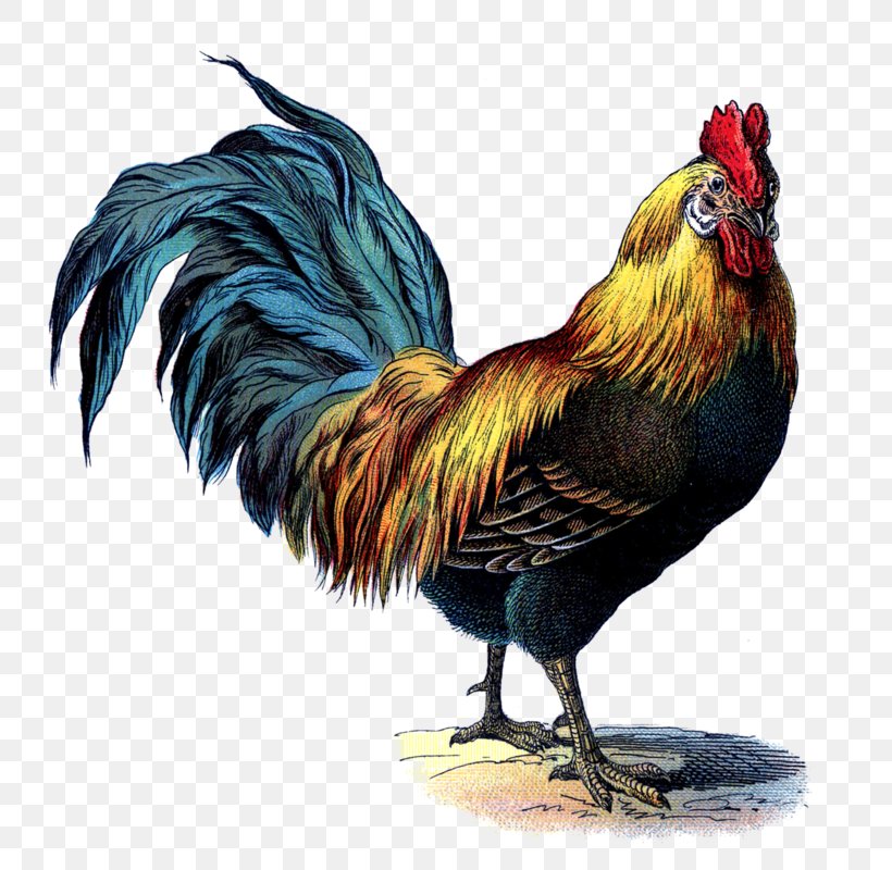 Rooster's Antiques And Home Decor Cochin Chicken Vintage Clothing, PNG, 771x800px, Rooster, Antique, Art, Beak, Bird Download Free