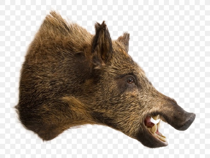 Wild Boar Raccoon Deer Taxidermy Boar Hunting, PNG, 1024x768px, Wild Boar, Animal, Biggame Hunting, Boar Hunting, Craft Download Free