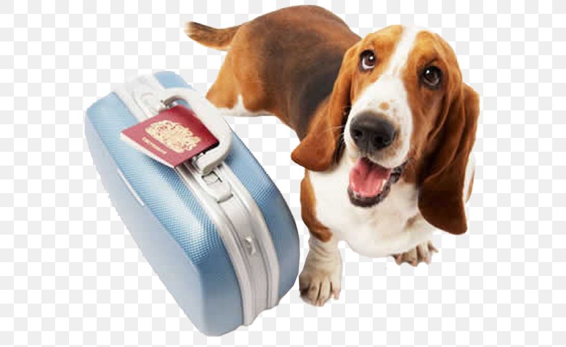 Dog Daycare Pet Sitting Cat, PNG, 600x503px, Dog, Basset Hound, Cat, Companion Dog, Dog Breed Download Free