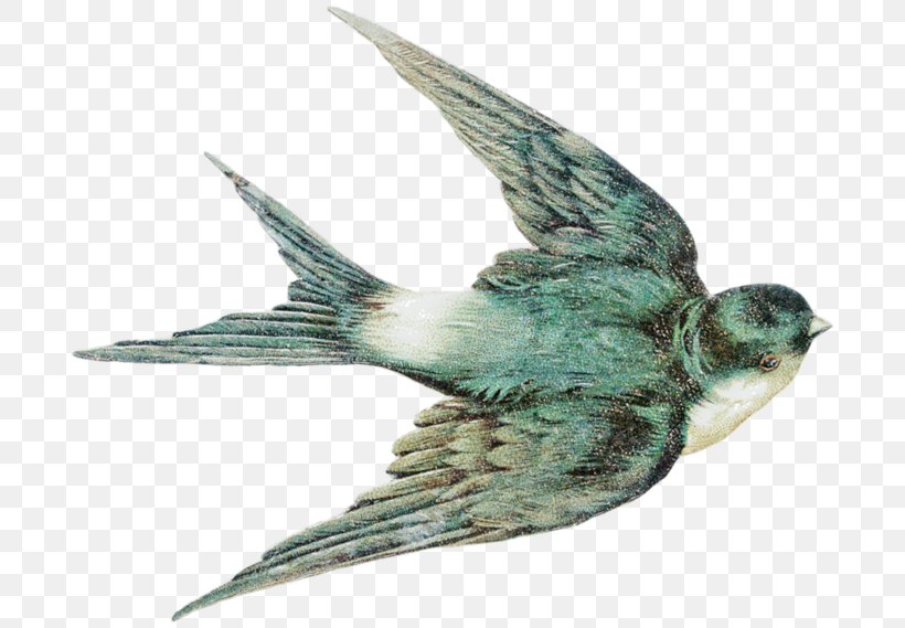 Barn Swallow Bird Swallow Tattoo Clip Art, PNG, 700x569px, Swallow, Barn Swallow, Beak, Bird, Bird Egg Download Free