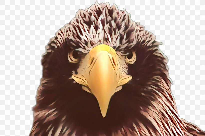 Bird Beak Eagle Bird Of Prey Golden Eagle, PNG, 2000x1332px, Bird, Accipitridae, Bald Eagle, Beak, Bird Of Prey Download Free