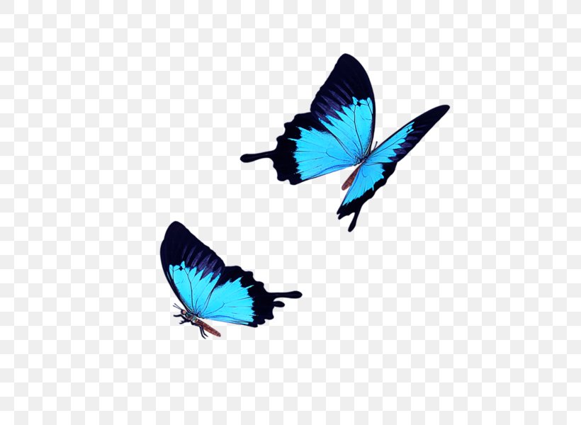 Butterfly Icon, PNG, 600x600px, Butterfly, Arthropod, Blue, Ico, Information Download Free