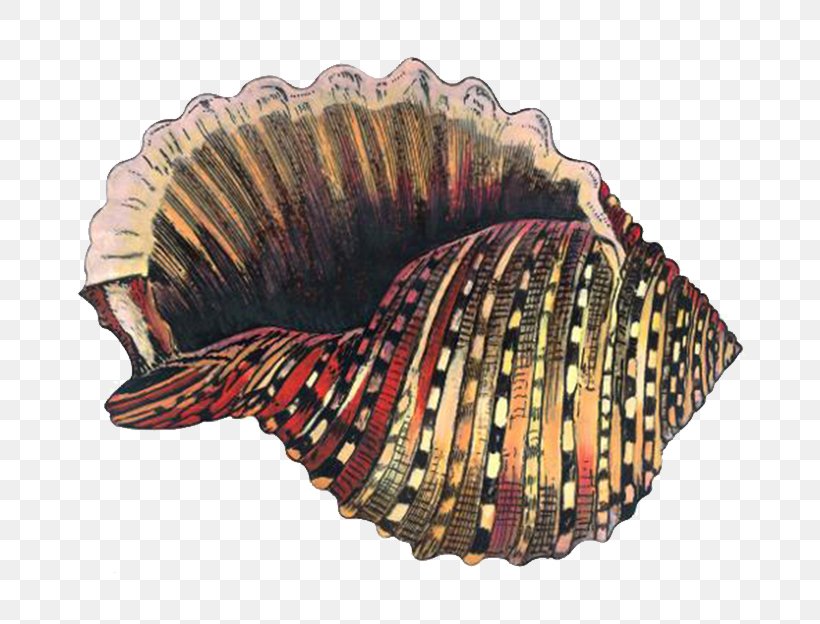 Cockle Sea Snail Seashell, PNG, 800x624px, Cockle, Clam, Clams Oysters Mussels And Scallops, Conchology, Molluscs Download Free