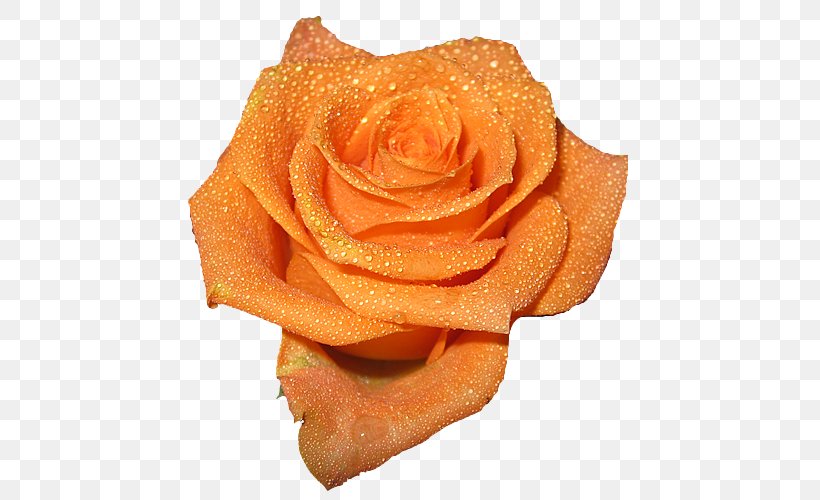 Rose Orange Peach Flower, PNG, 500x500px, Rose, Color, Cut Flowers, Flower, Garden Roses Download Free