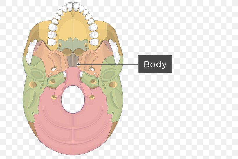 Pterygoid Processes Of The Sphenoid Pterygoid Hamulus Medial Pterygoid Muscle Sphenoid Bone, PNG, 745x550px, Watercolor, Cartoon, Flower, Frame, Heart Download Free