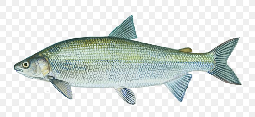 Sardine Lake Whitefish Great Lakes Alaska Whitefish, PNG, 800x377px, Sardine, Animal Figure, Common Rudd, Common Whitefish, Coregonus Lavaretus Download Free