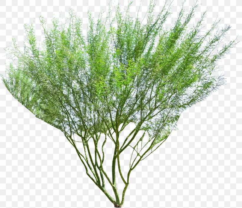 Tree Parkinsonia Florida Plant Shrub Prosopis Chilensis, PNG, 1749x1500px, Tree, Banyan, Desert, Ficus Microcarpa, Grass Download Free